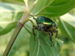 Rosenkäfer im grünen Rosenkäfer im grünen