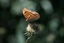 Edelfalter Argynnis paphia
