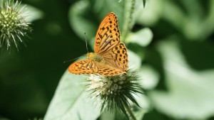 Kaisermatel auf Blüte Kaisermatel auf Blüte