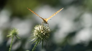 Nektar getankt und Startklar Nektar getankt und Startklar
