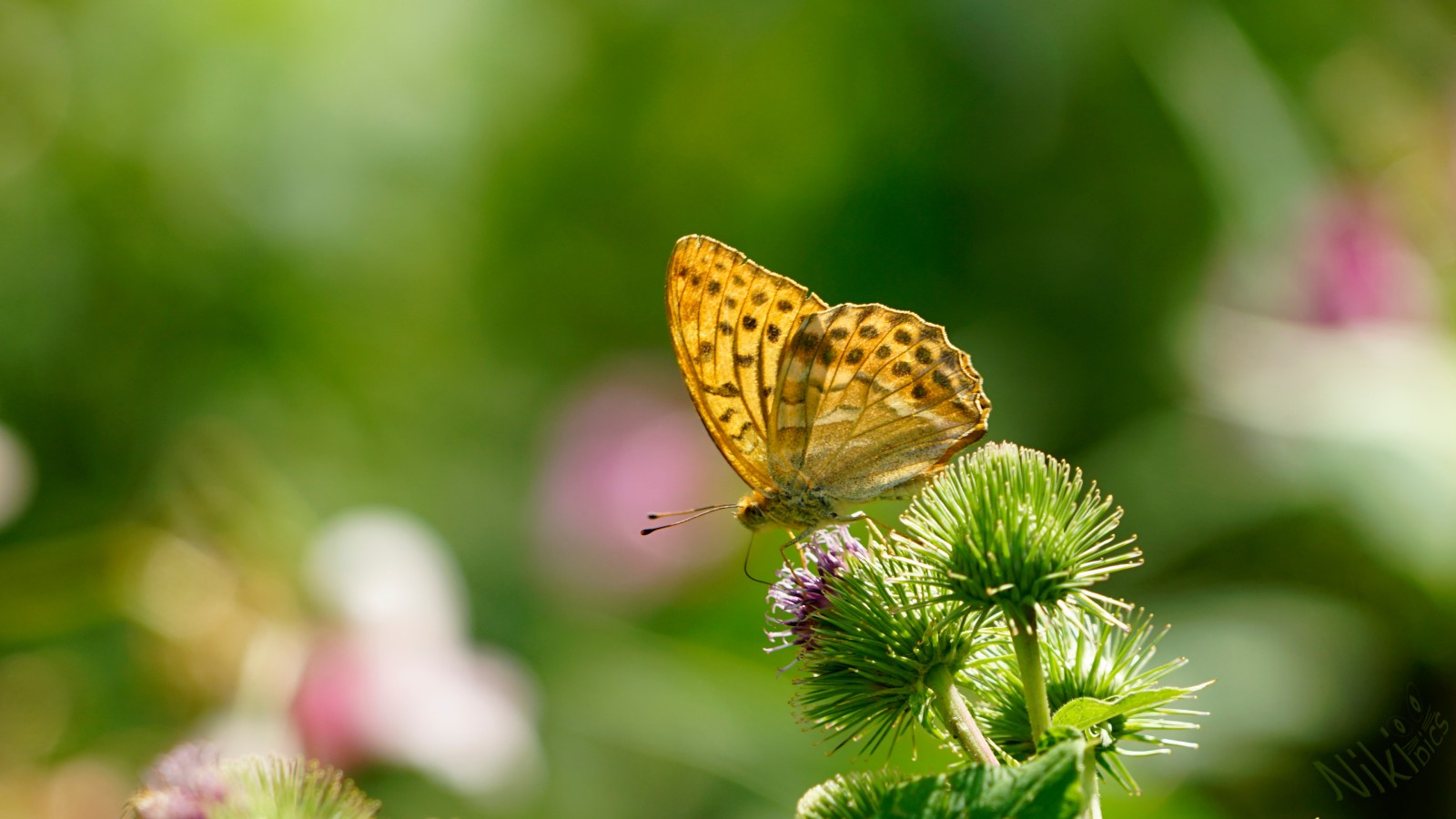 Perlmuttfalter auf der Distelblüte