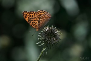 Schöner Argynnis paphia Schöner Argynnis paphia