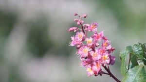 Verzaubernde Kastanienblüte Verzaubernde Kastanienblüte
