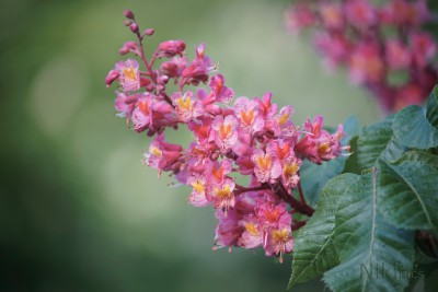 Kastanienblüten