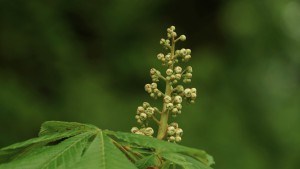 Blütenknospen von Kastanie Blütenknospen von Kastanie