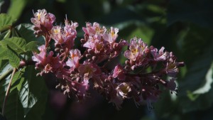 Edelkastanienblüte rot Edelkastanienblüte rot