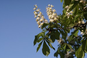 Kastanienblüte vor blauen Himmel Kastanienblüte vor blauen Himmel