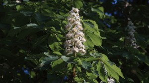 Kastanienblüte weis Kastanienblüte weis