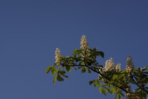 Kastanienkerzen ragen in den Himmel Kastanienkerzen ragen in den Himmel