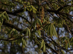 Knospen der Kastanienblüte im Abendlicht Knospen der Kastanienblüte im Abendlicht