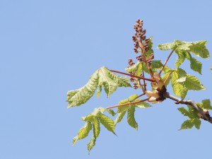 Knospen der Kastanienblüte vor blauen Himmel Knospen der Kastanienblüte vor blauen Himmel