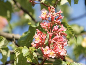 Roßkastanienblüte in rot Roßkastanienblüte in rot