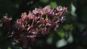 Rote Kastanienblüte im Halbschatten Rote Kastanienblüte im Halbschatten