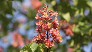 Rote Kastanienkerze Rote Kastanienkerze