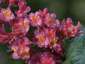 Rote Roßkastanienblüten Rote Roßkastanienblüten