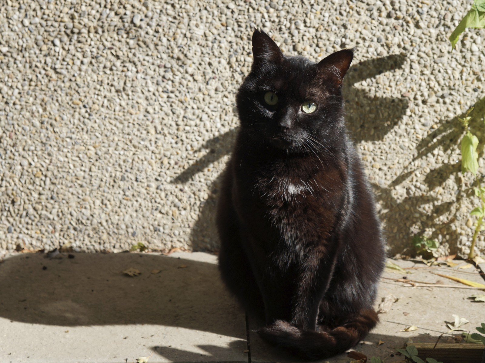 Blick von Madam Cat Blick von Madam Cat