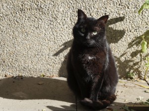Blick von Madam Cat