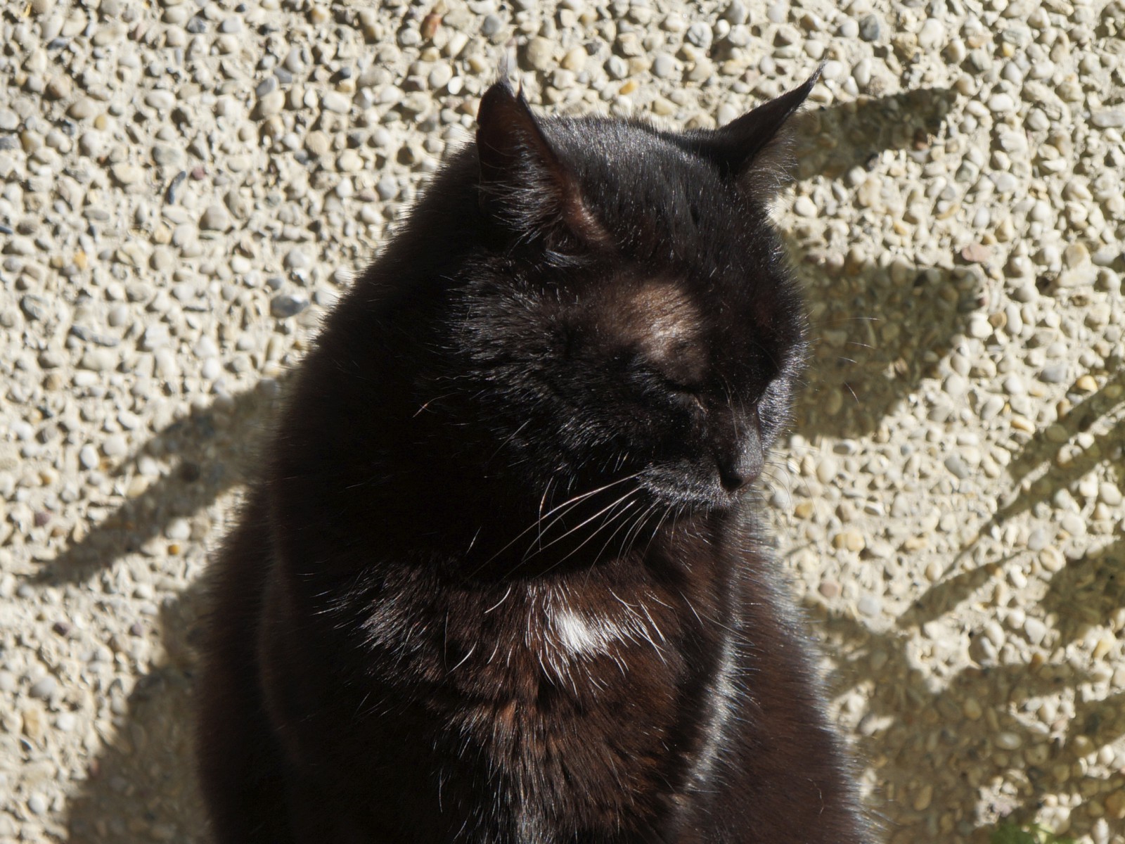 Blick von Madam Cat Blick von Madam Cat