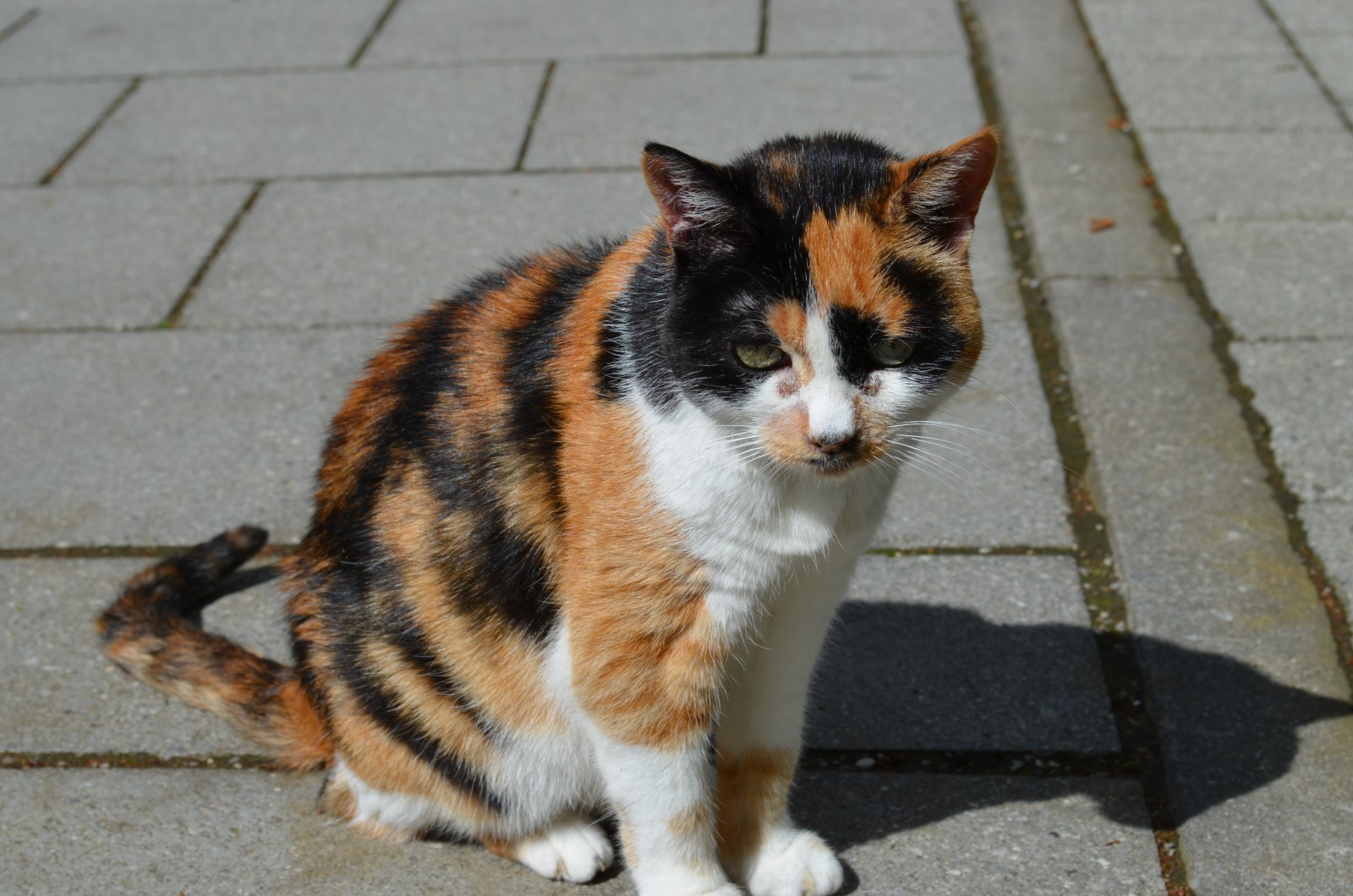 Katze am Gehweg Katze am Gehweg