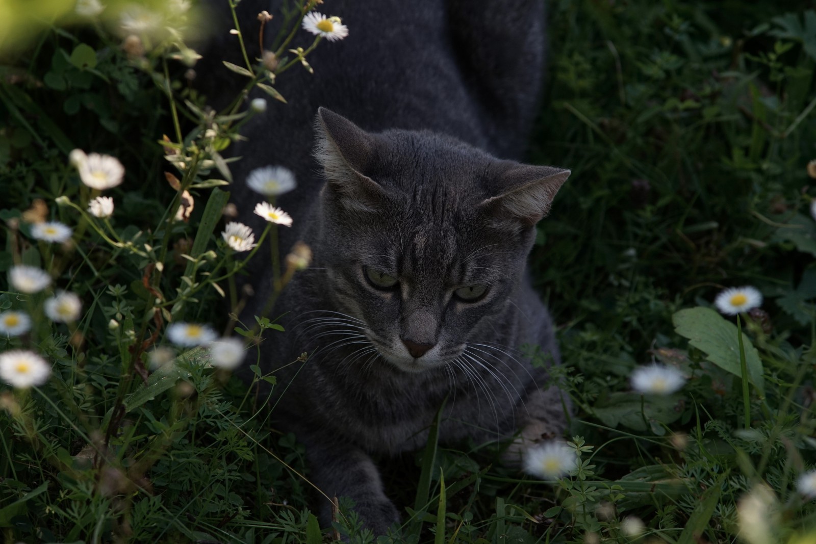 Katze auf der lauer Katze auf der lauer