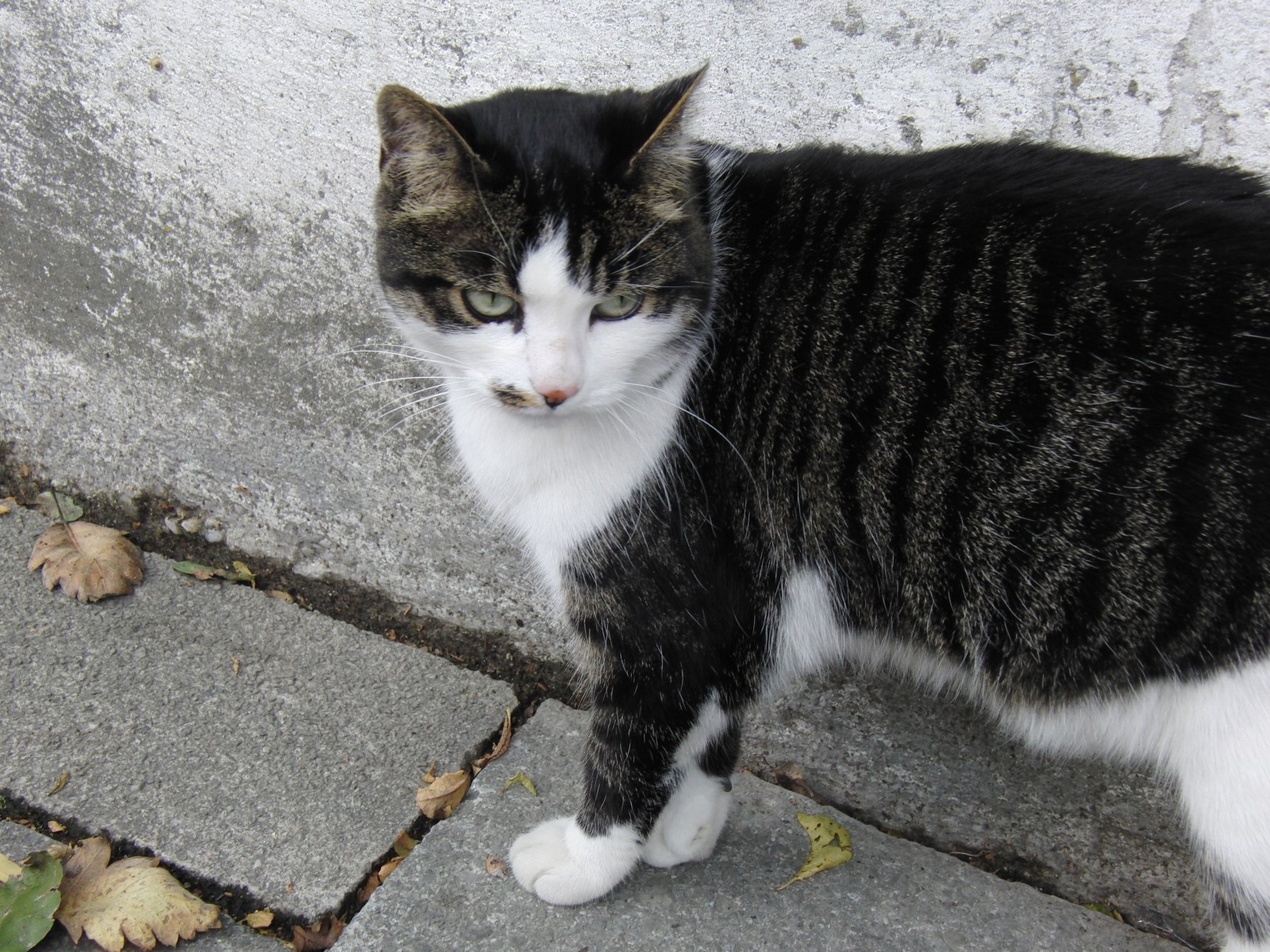 Katze Schnuri  Katze Schnuri