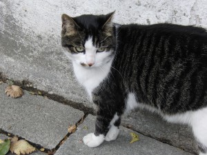 Katze Schnuri 