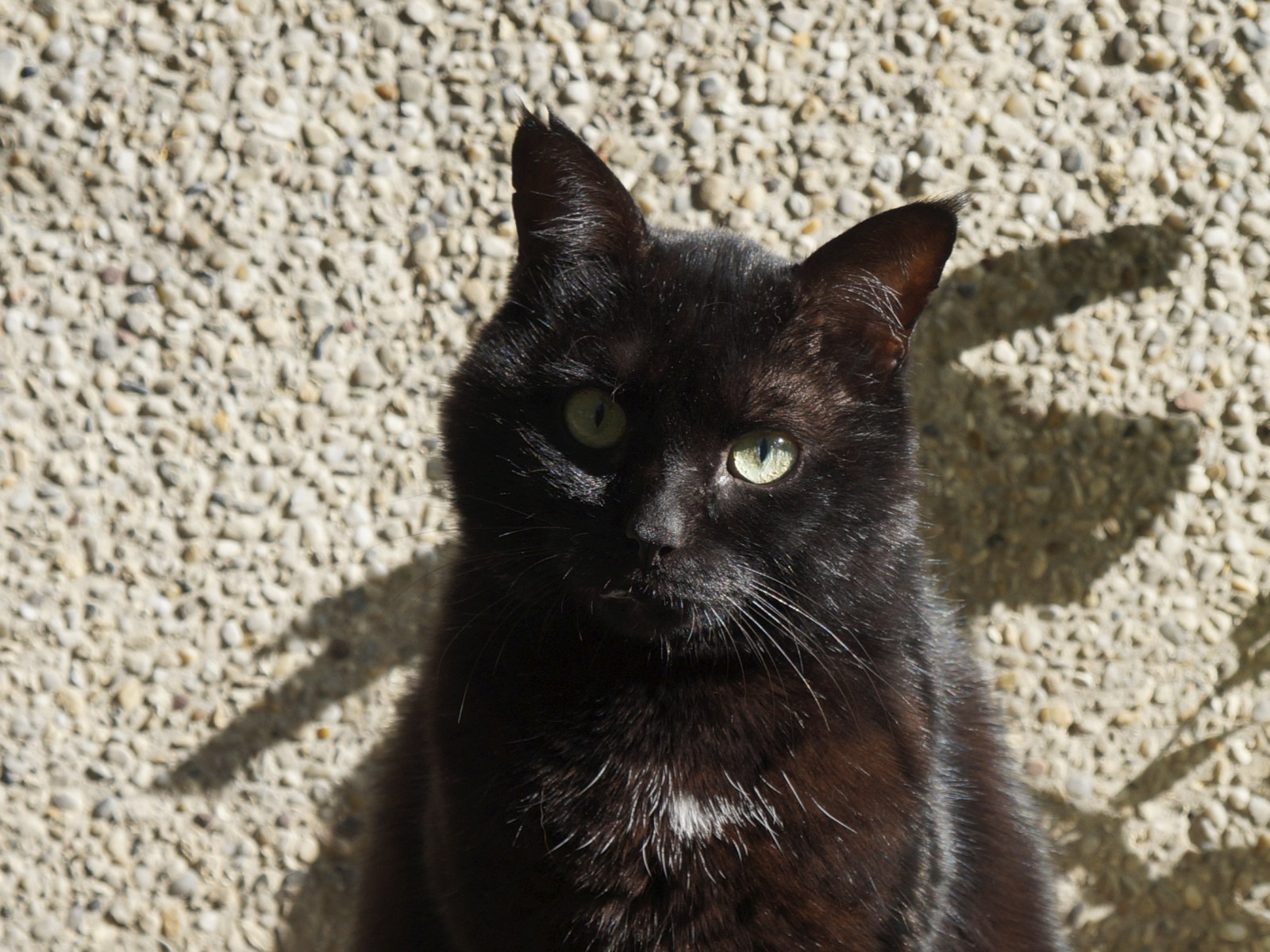 Madam cat  Madam cat