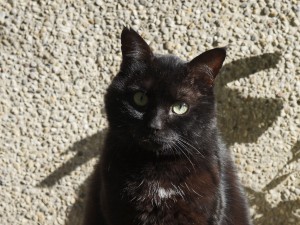 Madam cat 