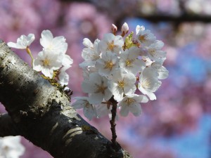 Ast mit weißen Kirschblüten Ast mit weißen Kirschblüten