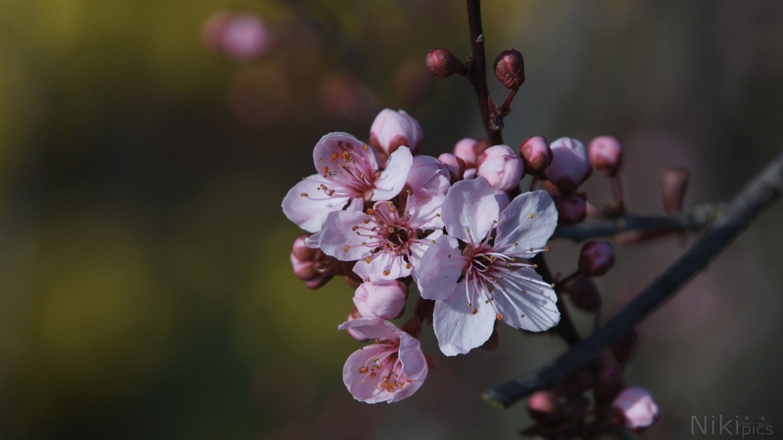 Blütendurchbruch Blütendurchbruch