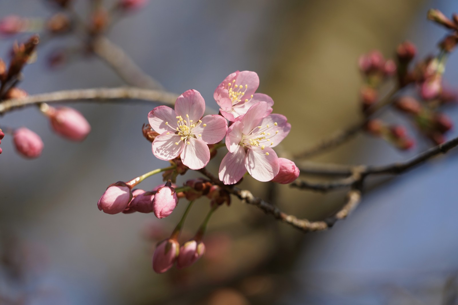 Die Kirschblüten kommen Die Kirschblüten kommen