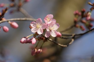 Die Kirschblüten kommen Die Kirschblüten kommen