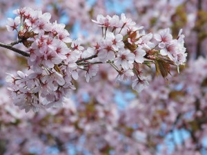 Frühlinszweig Kirschblüten Frühlinszweig Kirschblüten
