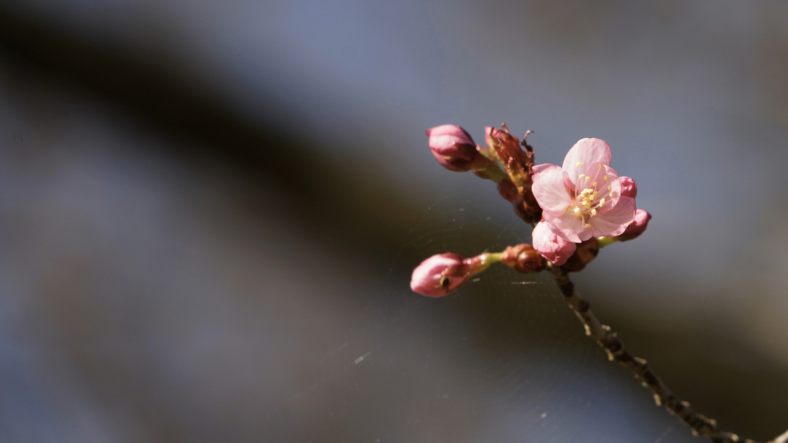 Gefärliche Kirschblüte Gefärliche Kirschblüte