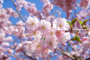 Gefüllte rosa Kirschblüten Gefüllte rosa Kirschblüten