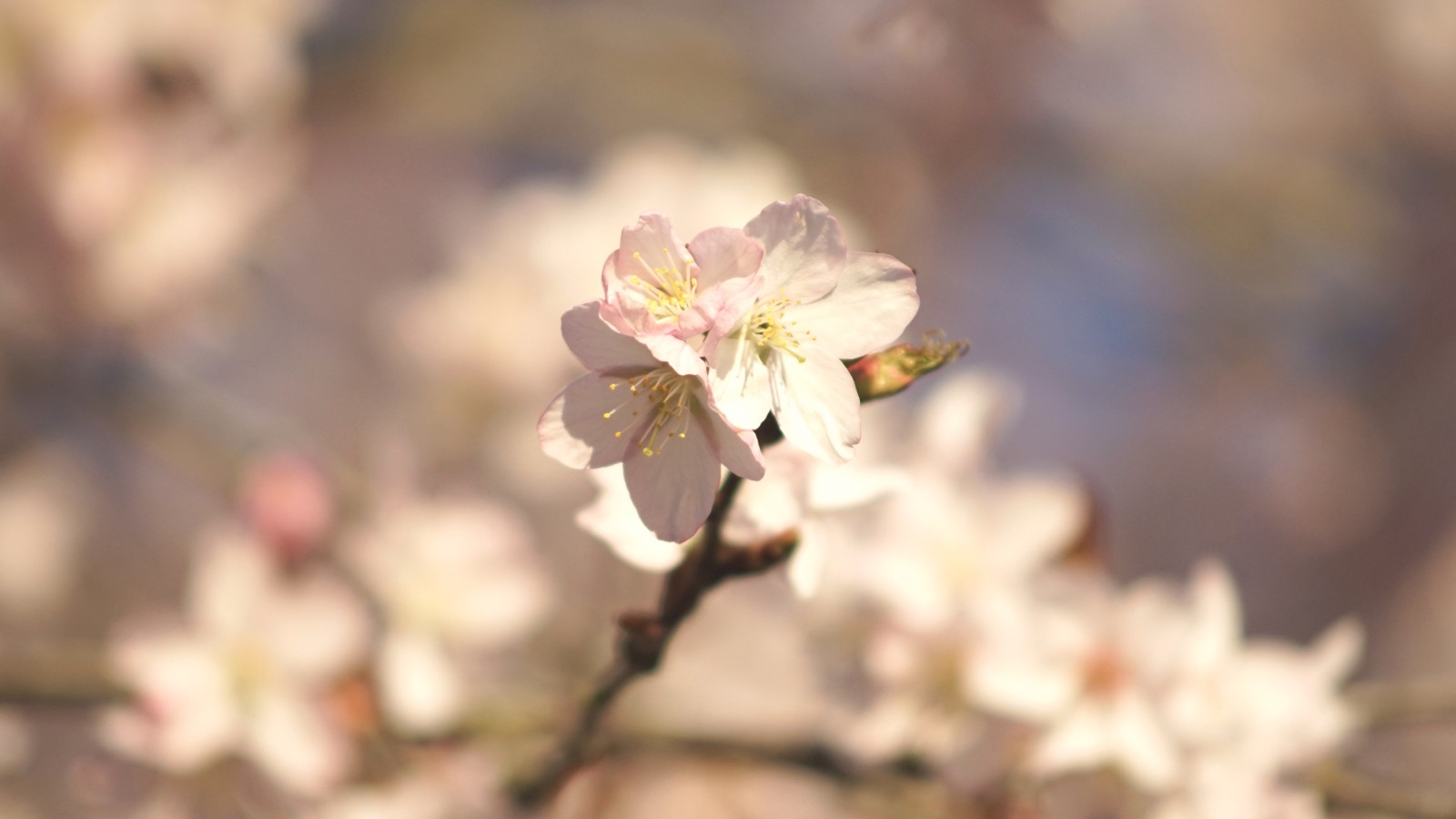 Hervorragende Blüten Hervorragende Blüten