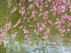 Japanische Zierkirschenblüte am Teich Japanische Zierkirschenblüte am Teich