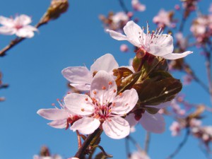 Japanische Zierkirschenblüte vor blauen Hintergrund Japanische Zierkirschenblüte vor blauen Hintergrund