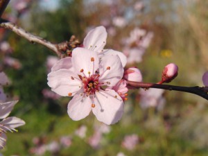 Japanische Zierkirschenblüte vor grünen Hintergrund Japanische Zierkirschenblüte vor grünen Hintergrund