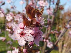 Japanische Zierkirschenblüten mit jungen Blättern Japanische Zierkirschenblüten mit jungen Blättern
