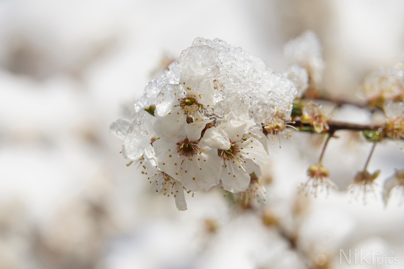 Kirschblüte eiskalt erwischt