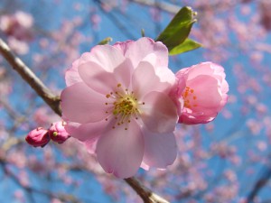 Kirschblüte jung und alt Kirschblüte jung und alt