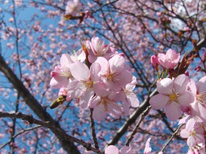 Kirschblüte mit Biene 1 Kirschblüte mit Biene 1
