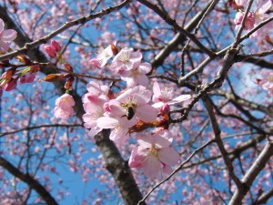 Kirschblüte mit Biene 3 Kirschblüte mit Biene 3