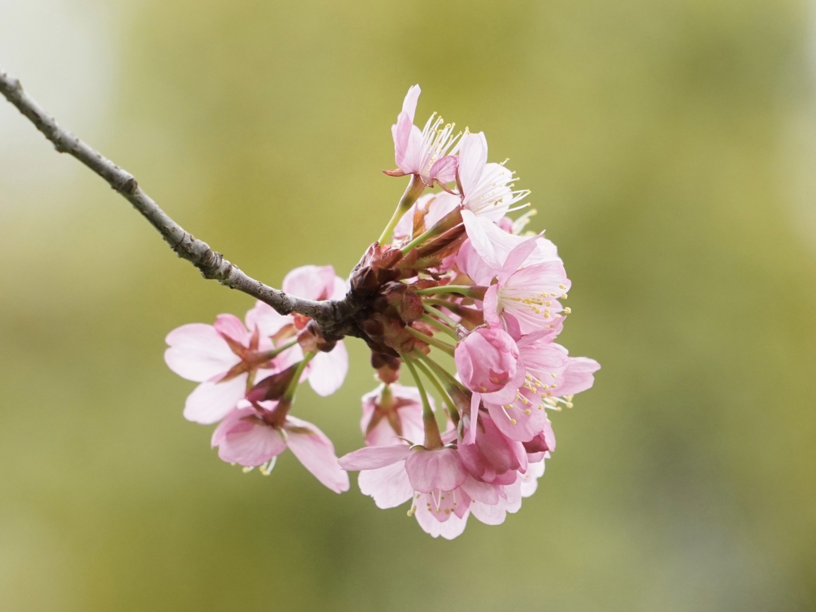 Kirschblüten Dolde Kirschblüten Dolde