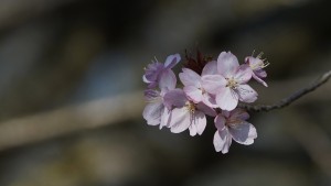 Kirschblüten im Halbschatten Kirschblüten im Halbschatten