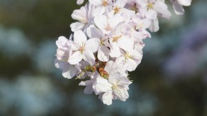 Kirschblüten in weis Kirschblüten in weis