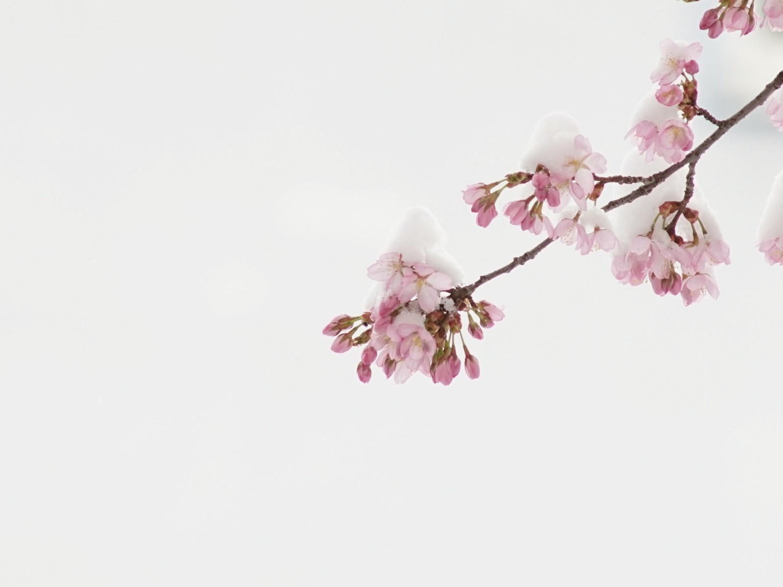 Kirschblüten mit Schneemütze Kirschblüten mit Schneemütze