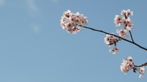 Kirschblüten ragen in den Himmel Kirschblüten ragen in den Himmel