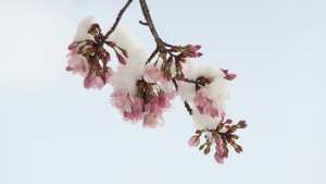 Kirschblüten unter Schneehäupchen Kirschblüten unter Schneehäupchen